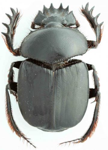 Réf. 114 529 : Scarabaeus irakensis