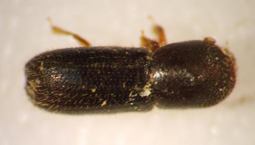 Xyleborinus saxesenii