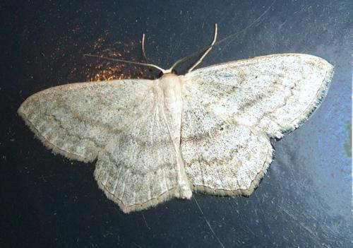 Réf. 114 415 : Scopula nigropunctata