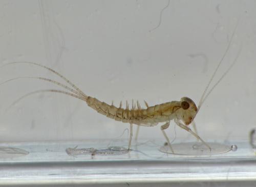 Cloeon sp.