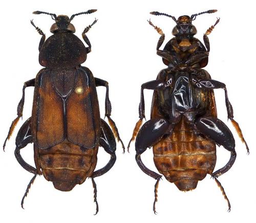 Diamesus osculans