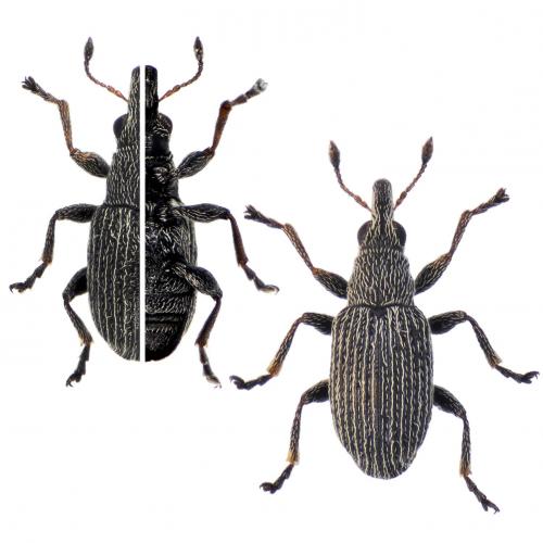 Squamapion flavimanum