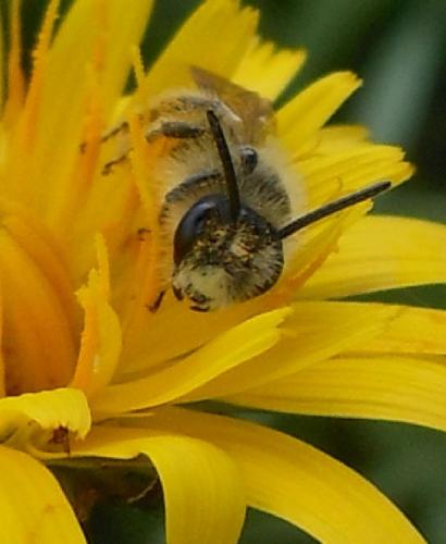 Andrena humilis
