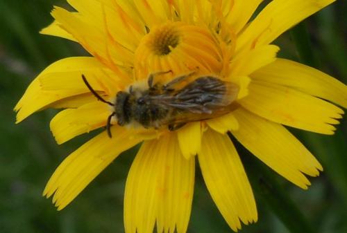 Andrena humilis