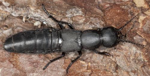 Réf. 114 829 : Ocypus sp.