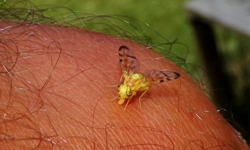 Stemonocera cornuta