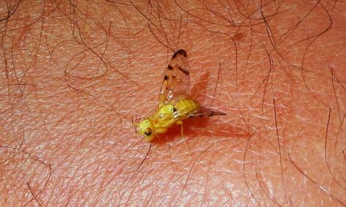 Stemonocera cornuta