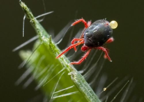 Réf. 114 402 : Penthaleus sp.