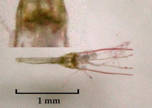 Réf. 114 894 : Nemapogon granella