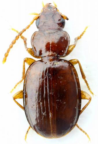 Trechus delarouzeei