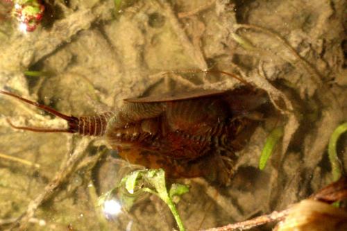 Triops cancriformis