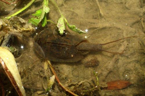 Triops cancriformis