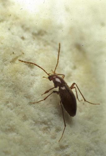 Trocharanis mestrei