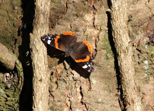 Vanessa atalanta