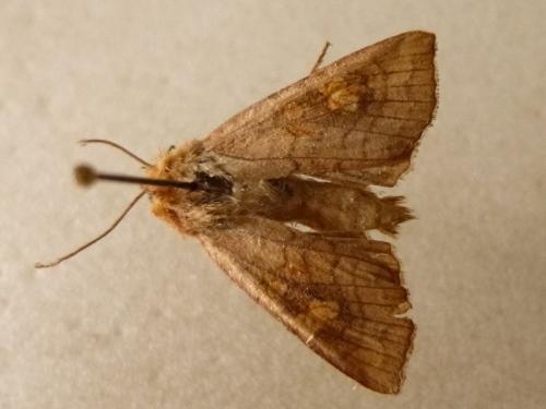 Réf. 114 315 : Amphipoea sp.