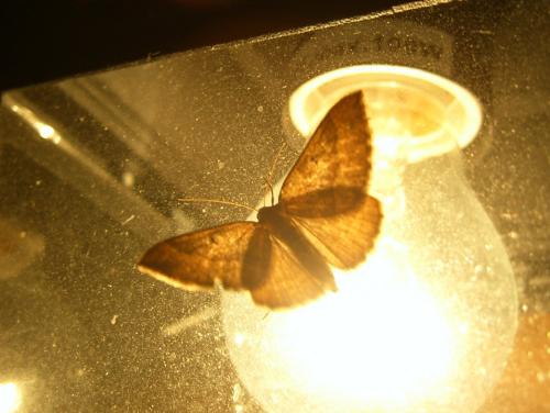 Réf. 114 419 : Scotopteryx chenopodiata