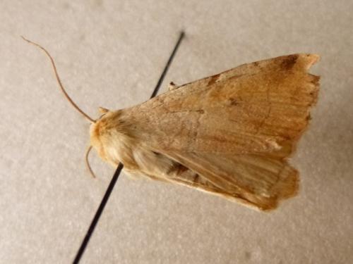 Réf. 114 316 : Enargia paleacea