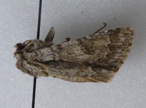 Acronicta auricoma