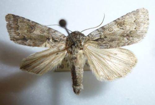 Acronicta auricoma