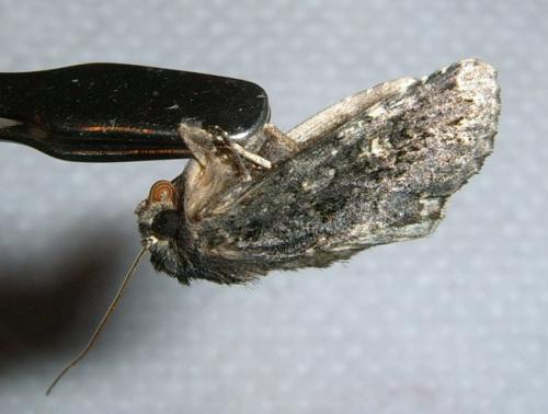 Mamestra brassicae