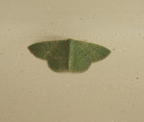 Réf. 114 169 : Phaiogramma faustinata