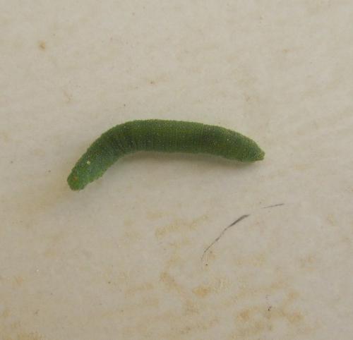 Pieris rapae