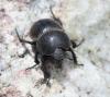 114048 – Photo : Duborget Robin – France (20)