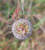 114146 – Photo : Alison Boulet – France (81)