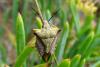 114800 – Photo : Philippe Loncle – France (22)