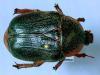 114428 – Photo : Pierre-Olivier Maquart – Afrique du Sud