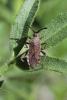 114725 – Photo : Insectesidf – France (05)