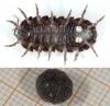 Armadillidium vulgare