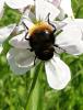 Volucella bombylans