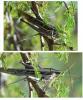 114737 – Photo : Jean-Claude Jamoulle – Guadeloupe