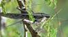 114738 – Photo : Jean-Claude Jamoulle – Guadeloupe