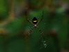 114569 – Photo : Jean-Claude Jamoulle – Saint-Vincent-et-les-Grenadines