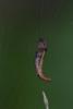 114053 – Photo : D. Martinez – Philippines