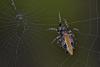 114056 – Photo : D. Martinez – Philippines