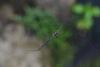 114252 – Photo : D. Martinez – Philippines