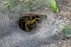 114258 – Photo : D. Martinez – Philippines