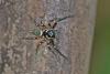 114413 – Photo : D. Martinez – Philippines