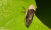 Philaenus spumarius