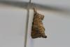 114821 – Photo : Corinne Petitcolin – France (26)