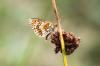 114760 – Photo : Dominique THAUVIN – France (45)