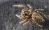 114001 – Photo : Francois Diemert – France (44)