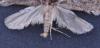 114714 – Photo : Dominique THAUVIN – France (45)