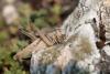 114630 – Photo : clovis – Bulgarie