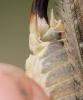 Platycleis intermedia