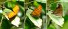 114137 – Photo : Vincent VALLI – Guadeloupe