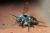 114109 – Photo : Christophe Quintin – France (21)